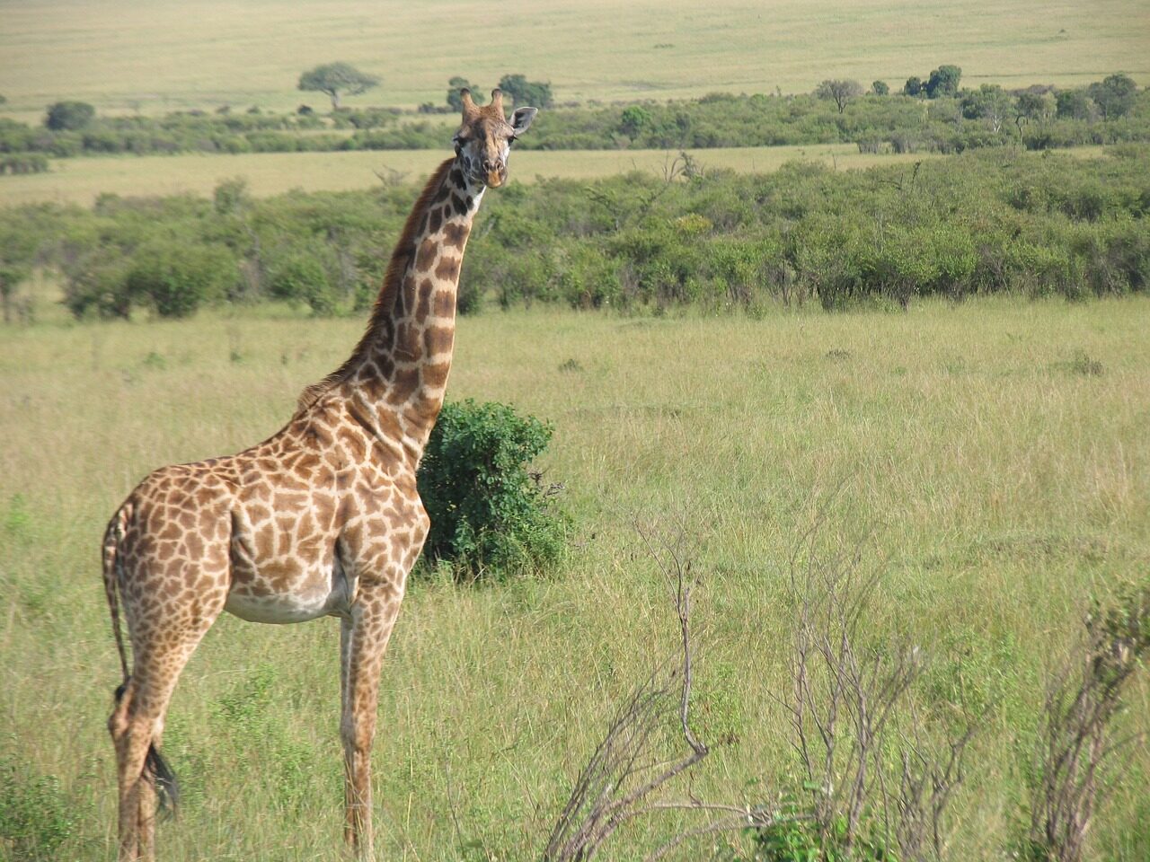 kenya, giraffe, maasai-mara, kenya, kenya, kenya, kenya, giraffe, giraffe, giraffe, giraffe, giraffe