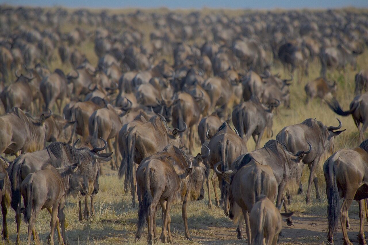 wildebeests, migration, nature, herd, safari, africa, wildlife, kenya, masai mara, maasai mara, savannah, antelope, landscape, biodiversity, ecosystem, environment, masai mara, masai mara, masai mara, masai mara, masai mara, maasai mara, maasai mara